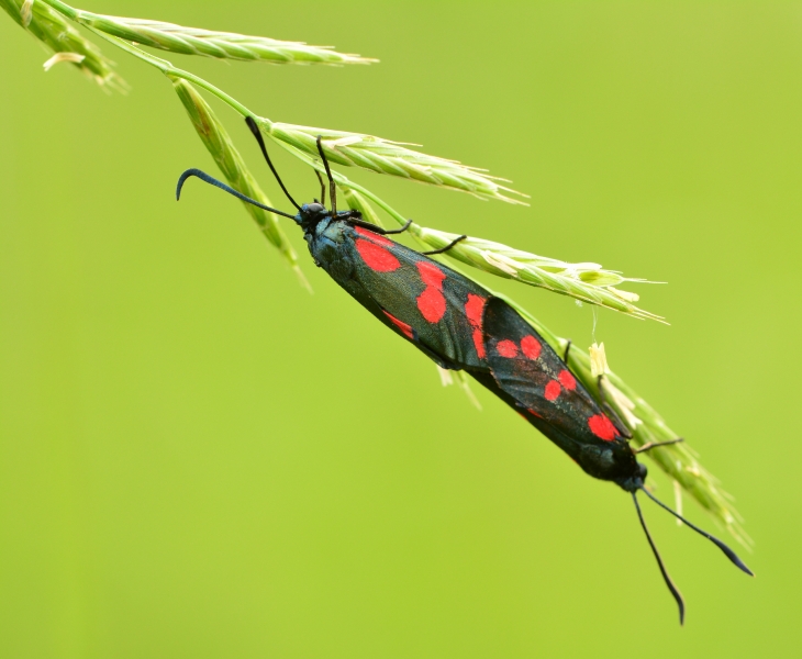 Zygaenidae da Id.